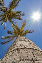 Up view of a palm tree on a beautiful day