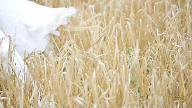 Girl in white dress in the wind, walking through a field of wheat. . slow motion.