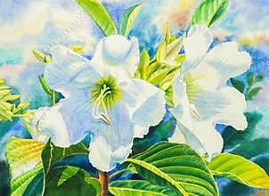 Watercolor painting realistic flowers white color of herald's herald's trumpet flower