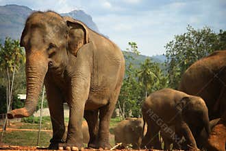 Sri Lanka: Pinnawela Elephants