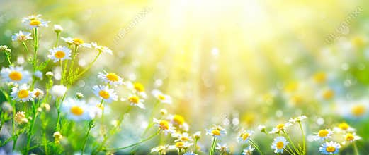 Beautiful nature scene with blooming chamomiles