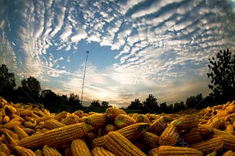Agriculture