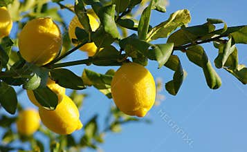 Lemons on lemon tree.