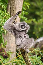 Silvery gibbon (Hylobates moloch) with a newborn