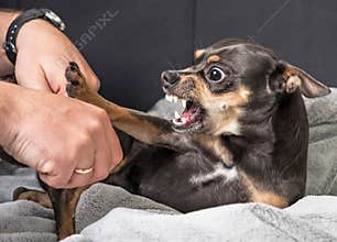 Small dog aggression
