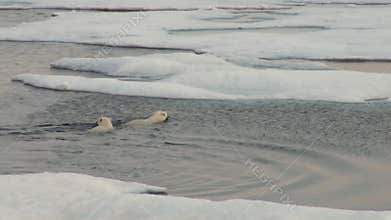 Mother polar bear and her cub on cold ice floe.