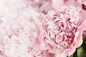 Peonies and Sunlight