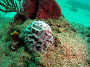 Small Brain Coral