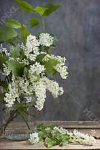 Bird cherry tree