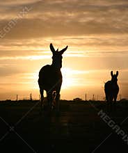 Donkey in the Sunset