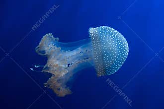 White-spotted jellyfish (Phyllorhiza punctata).