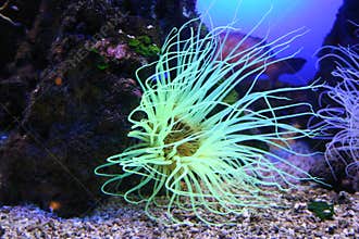 Anemone