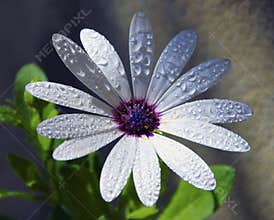 White flowers
