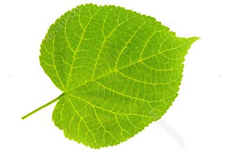 Lime Tree Leaf