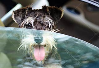 Danger puppy dog panting in hot car overheating in summer