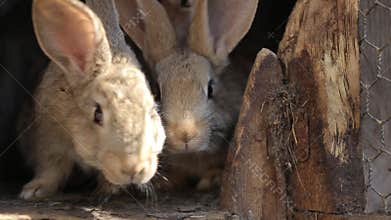 Domestic rabbits in a cage. Family gray rabbits eat grass, leaves and corn. Bunny sniffing. Domestic farming. In the