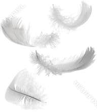 Four white feathers
