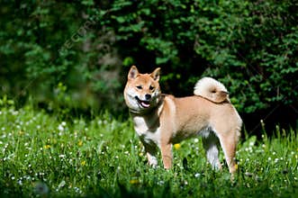 Shiba inu portrait outdoor at summer