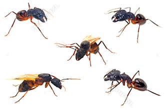 Ants close-up collections isolated on white