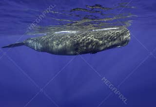 Male Sperm Whale