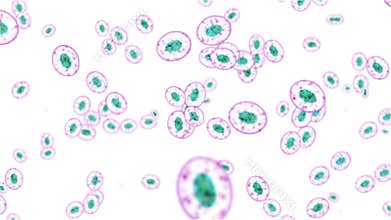Cell division on a white background
