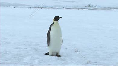 Emperor penguin on Antarctica