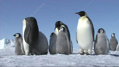 Emperor penguins with chicks