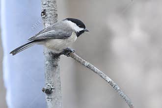 Blackcapped chickadee