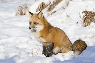 Red fox sitting in snow