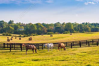 Horses at horse farm. Country summer landscape