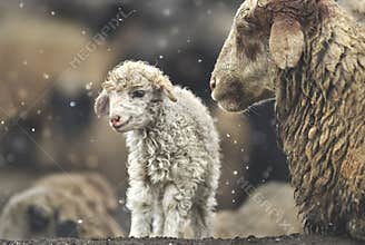 Sheep with her lamb newborn
