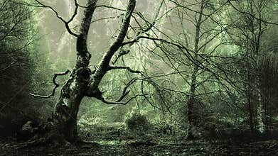 Horror forest