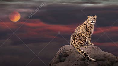 Snow leopard in moon light