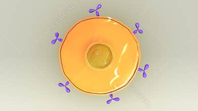 B Cell