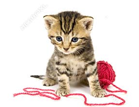 Kitten with red ball of yarn on white background
