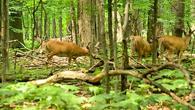 Whitetail Deer Buck In Velvet