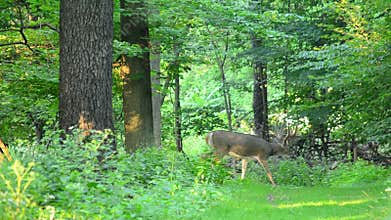 Whitetail Deer Buck In Velvet