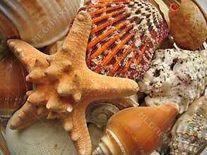 Seaside Selection