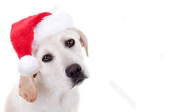 Christmas Xmas Santa Hat Pet Animal Puppy Dog