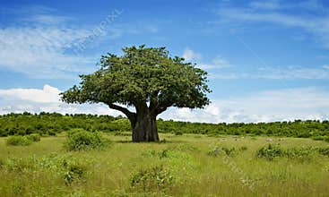 Baobab
