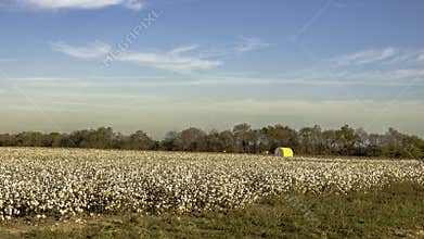 Cotton field ready for harvest