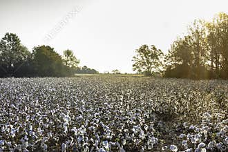 Cotton field at sunrise