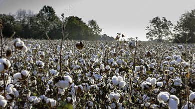Cotton field in early morning
