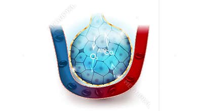 Alveoli anatomy, respiration