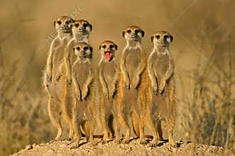Meerkat (suricate) family, Kalahari, South Africa