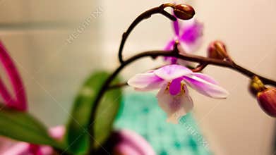 4K Orchid blooms, timelaps