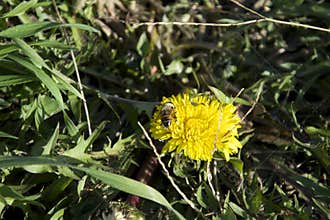 Bee on weed