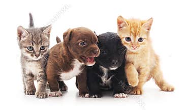 Kittens and puppies.