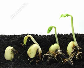 Germinating plants