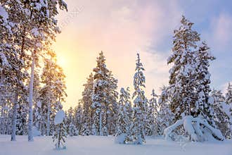 Gentle Winter Sundown - snowy forest landscape with big pine trees